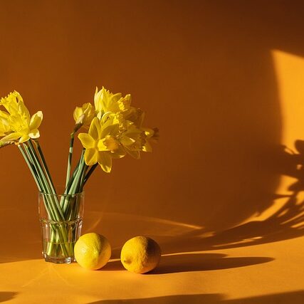 daffodils-6523446_640